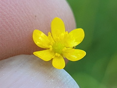Ranunculus flammula