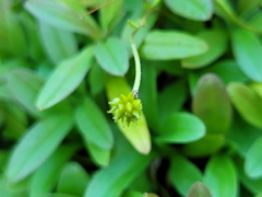 Ranunculus flammula