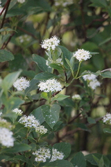 Cornus alba