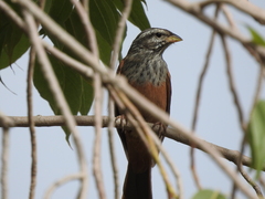 Emberiza sahari