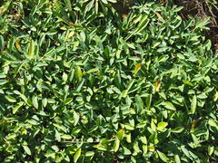 Crepidiastrum lanceolatum