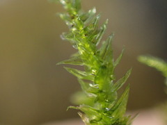 Eurhynchium striatum