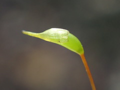 Eurhynchium striatum