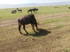 Connochaetes taurinus mearnsi