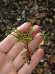 Eurhynchium striatum