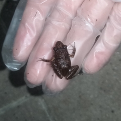 Eleutherodactylus planirostris
