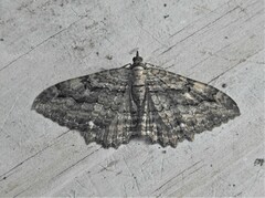 Rheumaptera meadii