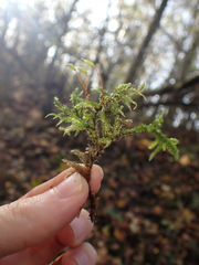 Eurhynchium striatum