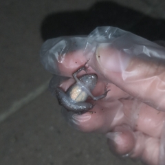 Eleutherodactylus planirostris