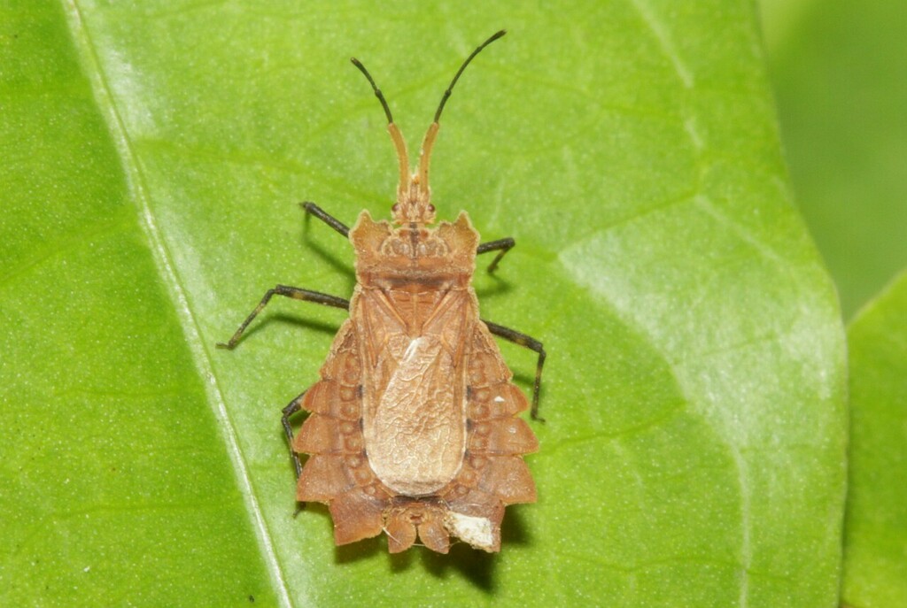 Phyllotingis lanceolata