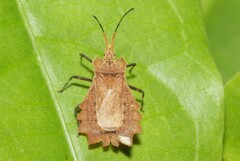 Phyllotingis lanceolata