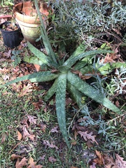 Aloe maculata