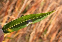 Stigmella salicis
