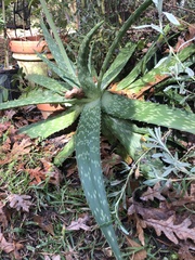 Aloe maculata