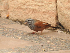 Emberiza sahari
