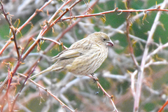 Carpodacus rhodochlamys