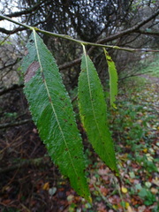 Salix euxina