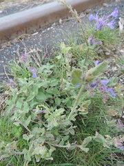 Nepeta × faassenii
