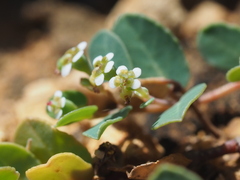 Euphorbia garanbiensis