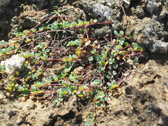 Euphorbia garanbiensis