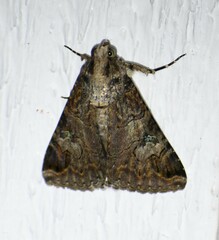Melipotis famelica