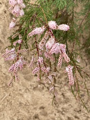 Tamarix gallica