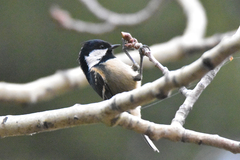 Periparus ater rufipectus