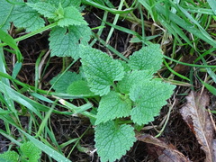 Lamium album