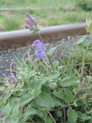 Nepeta × faassenii