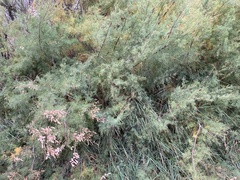 Tamarix gallica