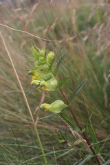 Rhinanthus glacialis