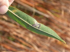 Stigmella salicis