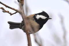 Periparus ater rufipectus