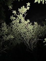 Rhododendron micranthum