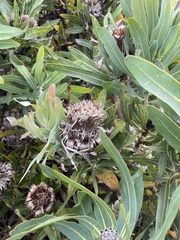 Protea × hybrida