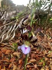 Eulophia guineensis image