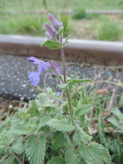 Nepeta × faassenii