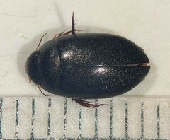 Agabus anthracinus