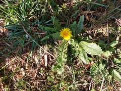 Taraxacum
