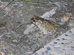 Sclerophrys mauritanica