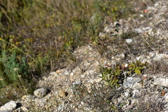 Cyathoselinum tomentosum