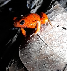 Oophaga pumilio