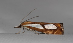 Catoptria pinella