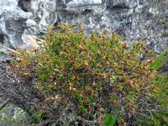 Cliffortia atrata