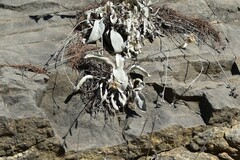 Pentanema verbascifolium