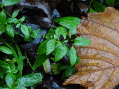 Prunella vulgaris