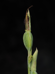 Calochilus