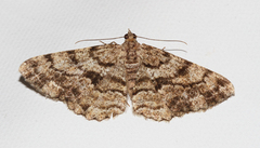 Peribatodes secundaria