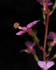 Stylidium productum