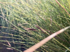 Sporobolus pumilus
